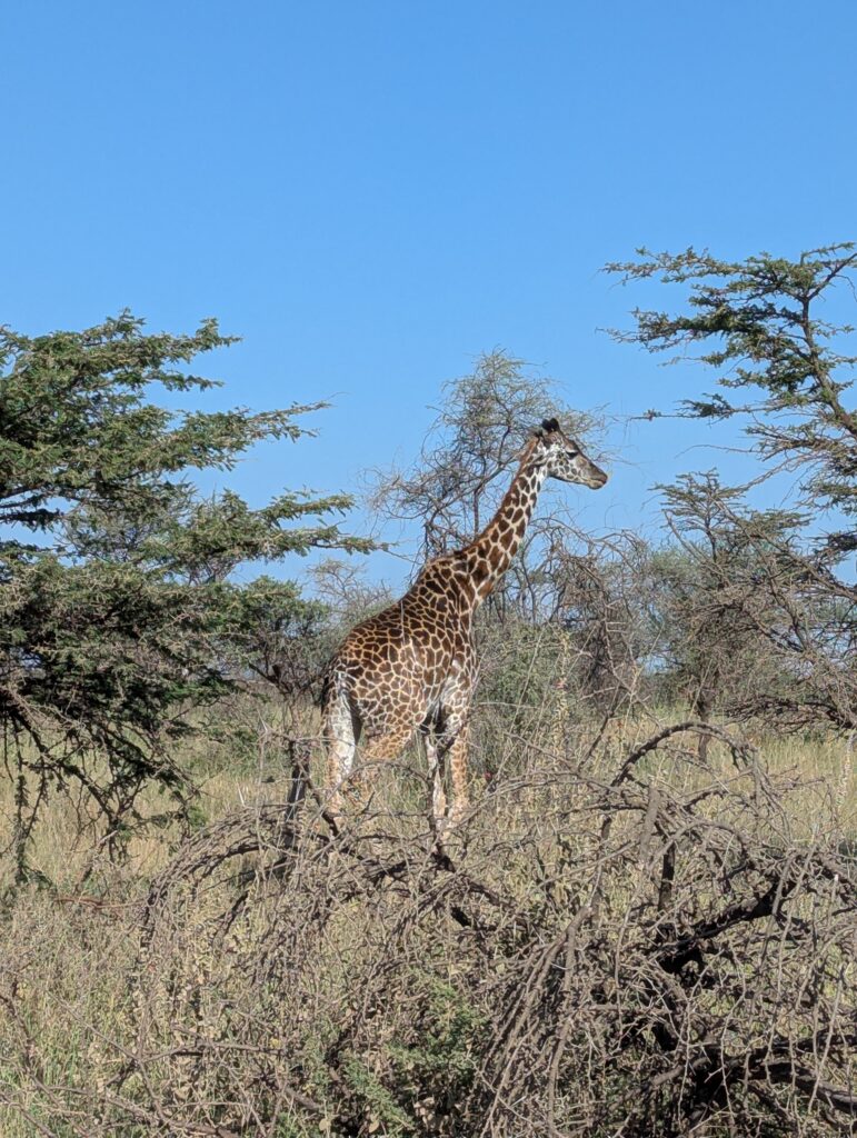 Girafe dans la savane, parc de Serengeti, Tanzanie