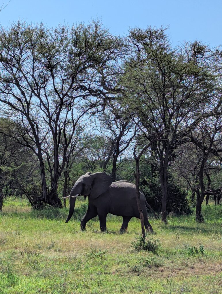 Eléphant se promenant dans la nature, parc de Serengeti, Tanzanie