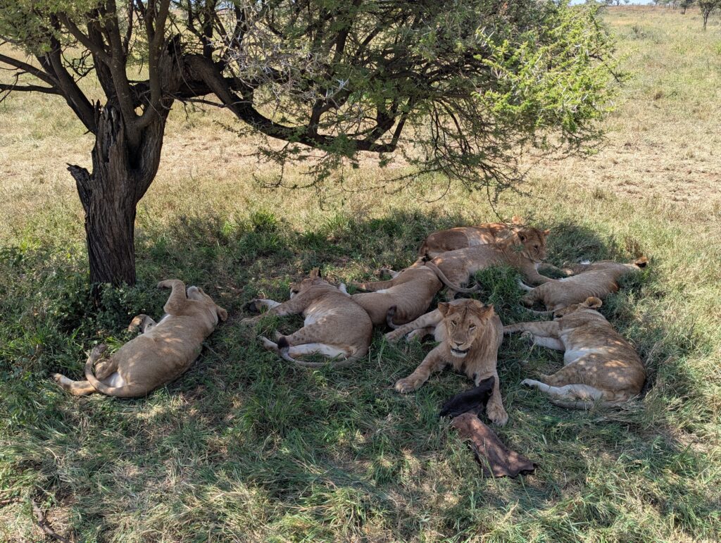 Meute de lionnes terminant leur repas, parc de Serengeti, Tanzanie