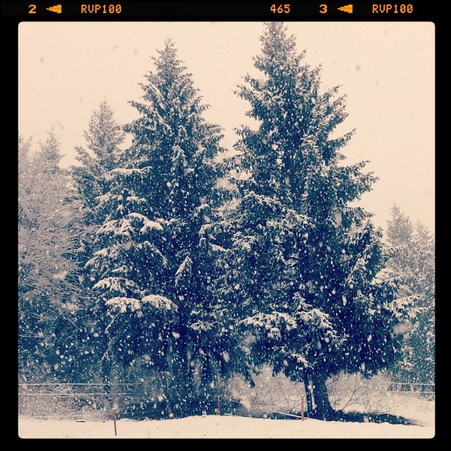 Chute de neige sur des sapins